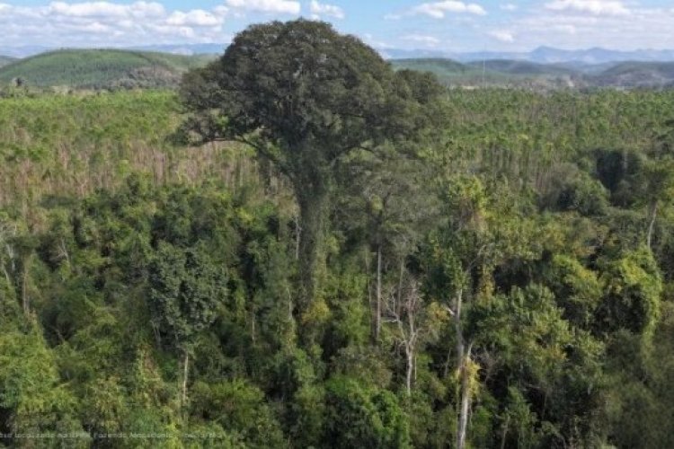 Maior árvore do Sudeste ameaçada é descoberta