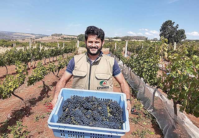 Safra mineira promete bons vinhos