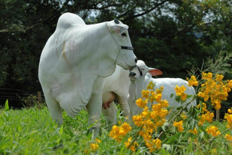 ExpoZebu tem recorde em leilões