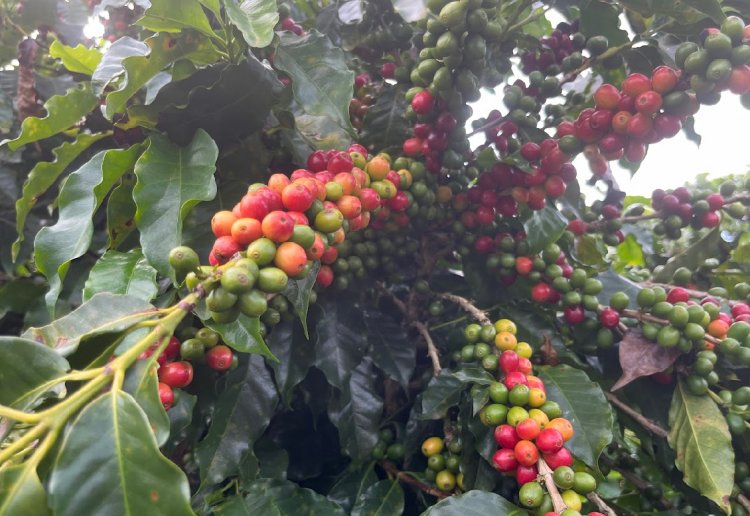 Clima impacta safra de café