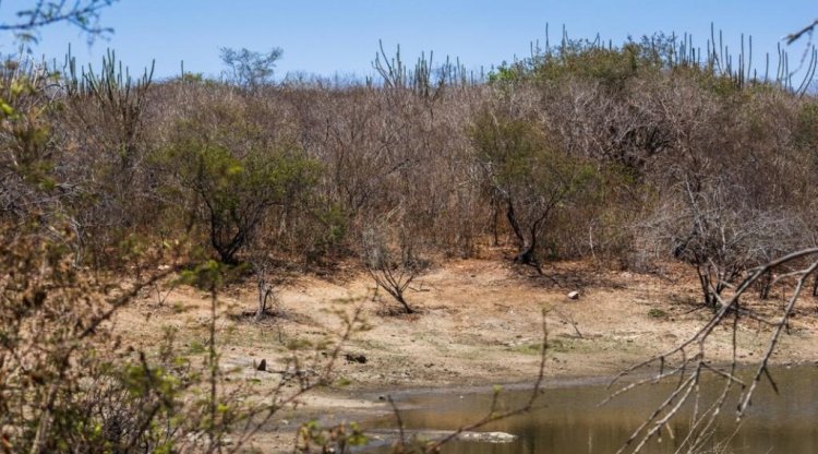 Seca deixa municípios em emergência no Leste