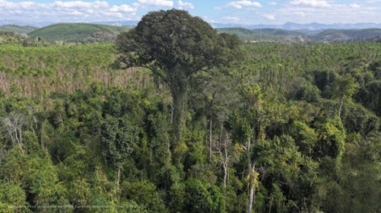 Maior árvore do Sudeste ameaçada é descoberta