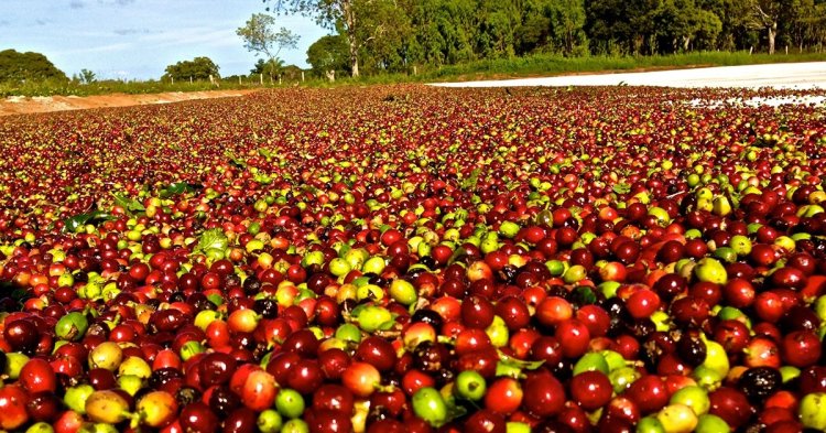 Saca de café sobe mais de 100% no ano